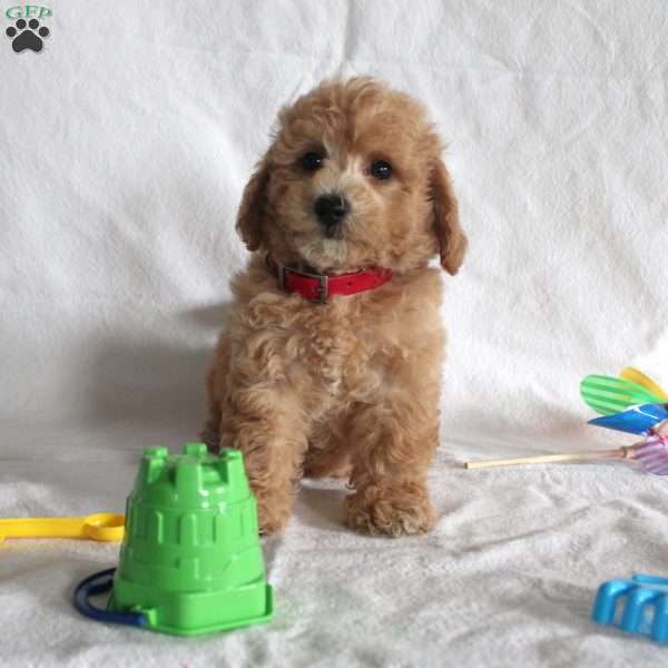 Cooper, Bich-Poo Puppy